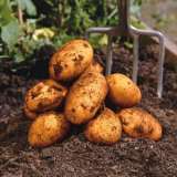 Seed Potato Varieties